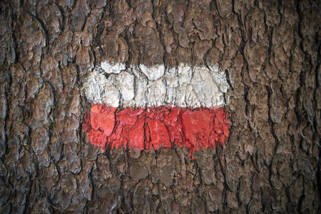 Natural footpath sign on bark. Closeup of red and white paint on a tree in order to indicate the pathの写真素材