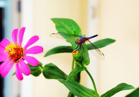 Dragonflyの写真素材