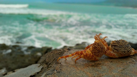 seafood Ilocos, Philippinesの素材