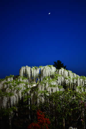 Wistaria in the garden under the moonlightの写真素材