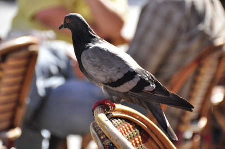 A pigeon resting on a chair-back in Parisの写真素材