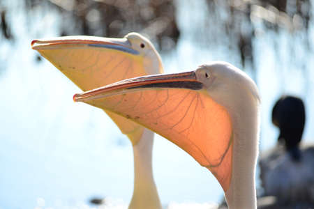 Two adults pelicans looking for food by the waterの写真素材