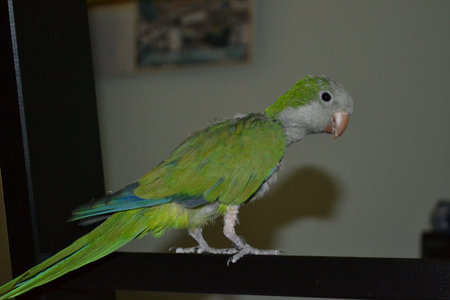 Parrot