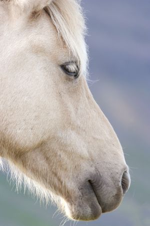 Close up of unique Icelandic horse, a breed developed in Iceland; Iceland, 2009, during travel on Ring Road around the island; の写真素材