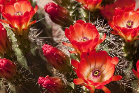 Brilliant red cactus blossoms and spiney thorns show cactus in bloom in Arizonaの写真素材