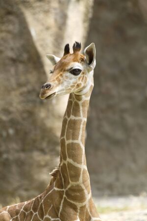 Baby Giraffe with wide eyes and long neck, background out of focusの写真素材
