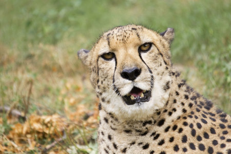 Cheetah tilts head and displays unique facial markings and golden eyes against a background with gold hues of dry leaves and green vegetationの写真素材