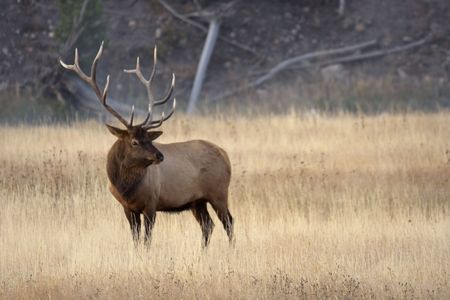 12 Point Elk stands in dry, autumn grass near the Madison River in America's Yellowstone National Parkの写真素材