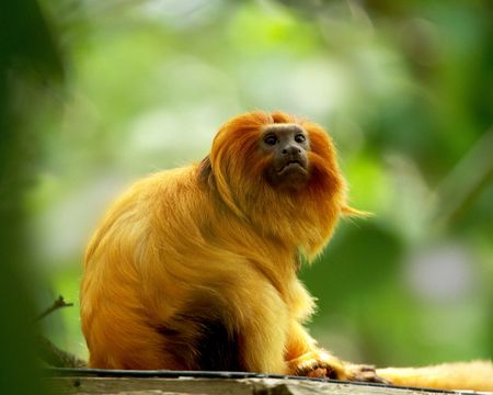 A sunlit Golden Lion Tamarin, Leontophitecus rosalia also known as the Golden Marmot, gazes with watchful interest against a green, out of focus background の写真素材