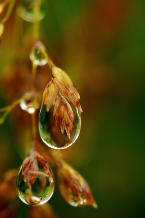 Macro of dew drops holding their own watery worlds.  Dew drops on grain, sharp and liquid, against unfocused background.の写真素材