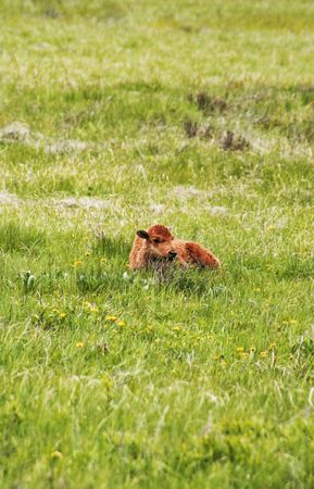 Young bison calf rests in the fresh, spring grass and dandelions of Wyoming's Yellowstone National Parkの写真素材