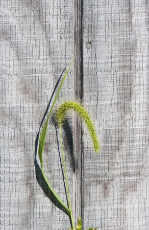 Graceful, elegant stem of a single foxtail against weathered, gray wood wall; lovely nusiance; bothersome to dogs; の写真素材