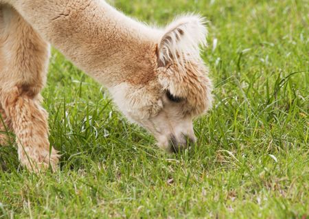 Silky white, young alpaca nibbles grass; Alpaca, native to the South American Andes Mountains, are being bred successfully in the United States, including in NJ, Hunterdon County.  の写真素材