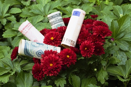 Modern financial blossoms have to be global and diversified; multiple currencies nestled in red flowers are diversified financial blooms; business plans and personal financial plans with global diversification; の写真素材