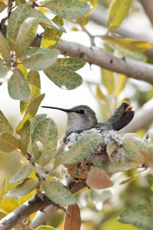 Tiny hummingbird sits on its tiny, walnut-sized nestの写真素材