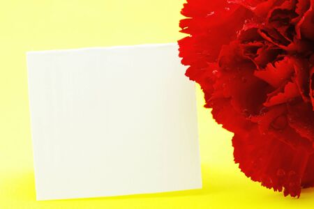 Close up of a red carnation with blank, white card is shown against a sunny yellow background.  Copy space.  の写真素材