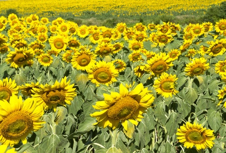 Field of sunflowers in Hunterdon County, New Jersey; の写真素材
