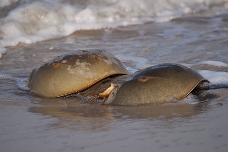 Horseshoe crabs in the New Jersey surf in spring when they come ashore to mate and lay eggs in an ancient, sea and land life ritual.の写真素材