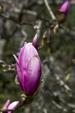 Magnolia bud in early spring, pink petals beginning to curl outward, a strong symbol of life and renwal.  Location is Washington, DC, National Arboretum; の写真素材