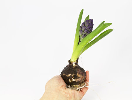 Hyacinth bulb held in hand with white background for copy space;の写真素材