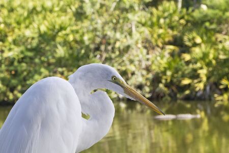 Great egret with green lores of breeding plumage in lower left of horizontal image; forest marsh land behind bird is out of focus to create copy space;の写真素材