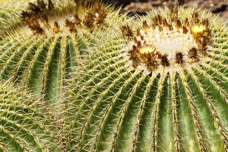 Golden Barrel Cactus in close upの写真素材