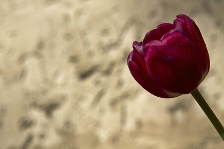 Close up on single, dark red tulip in full bloom, antique aging on petals remains visible, placed against stucco background;  copy space on unfocused background; elegant cycles of life metaphor; の写真素材