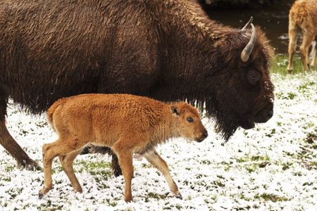 Bison calf trots along side parent in Yellowstone National Park, Wyoming;の写真素材