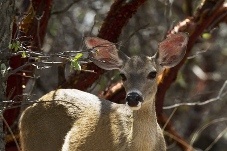 Alert deer, eyes liquid and ear perked up and out, watches from the shadowed protection of trees in Ramsey Canyon, Arizona, an area famed for its hummingbirds. の写真素材