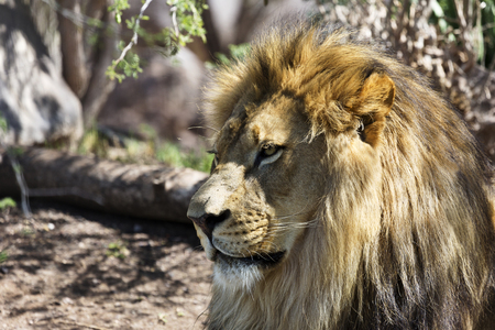 Close up of lion with focus on head in regal pose.  Location is Phoenix Zoo in Arizona.の写真素材
