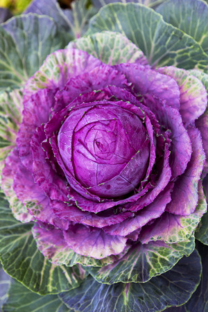 Outdoor planting displays a brightly colored ornamental cabbage adding practical, winter color to landscaping.  Popular winter annual adds texture and brightness to garden bed and fall planting scheme.の写真素材