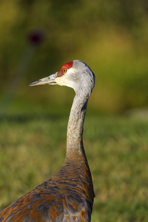 Colorful hues of sandhill crane with its crimson crown in selective focus portrait against green of brush and grass in Homer, Alaska, on the Kenai Peninsula.の写真素材