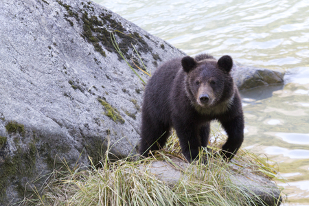 Young grizzly bear cub with markings around his neck walks on rock along Chilkoot River in Chilkoot State Park, Haines, Alaska.の写真素材