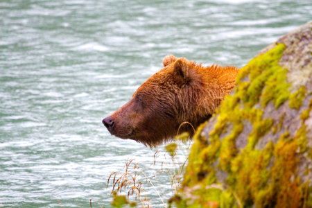 Grizzly bear emerges slowly from behind a river rock on the Chilkoot River in Alaska.