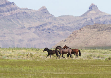 Trio of wild horses run in front of hills in Utah at Onaqui Mountains Herd Management Area in Tooele...