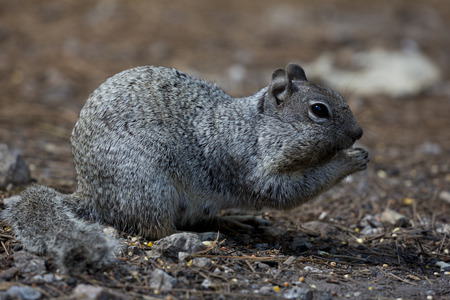 Friendly squirrel on Mt. Lemmon, a sky island in Tucson, Arizona.の写真素材