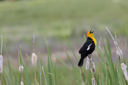 Exuberant song of yellow headed blackbird perched on cat tail stem at Farmington Bay, Utah. Horizontal image with copy space.の写真素材