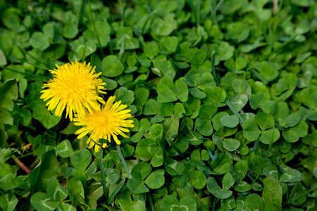 Focus on two dandelions in green clover of wild meadow