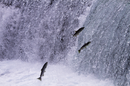 Spawning salmon leap upwards at Meziadin Fishway in British Columbia.  Annual spawn occurs in Hanna Creek and Meziadin Lake.の写真素材