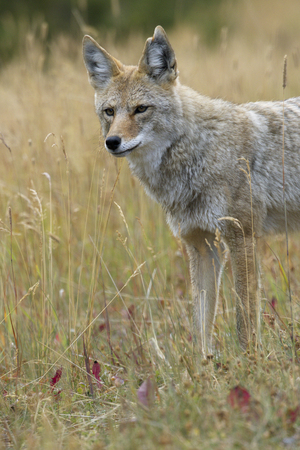 Portrait of wild coyote in Canada captures its distinctive eyesの写真素材