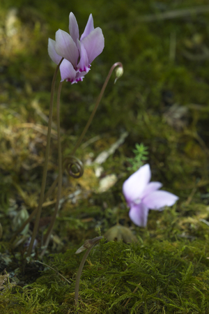 Dainty flower offers an exquisite, tiny glimpse of nature on Vancouver Island, British Columbia, Canada.の写真素材