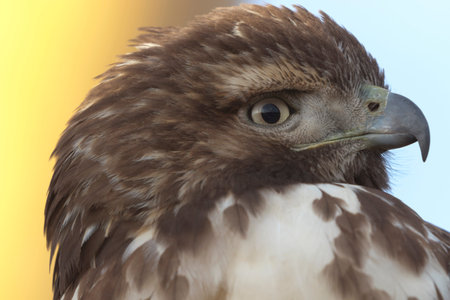 Colorful yellow and blue background accents close up portrait of a wild hawk.  Location is Bosque...