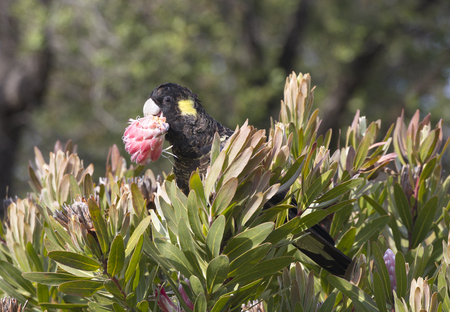 Attractive yellow tailed black cockatoo feasts on natural blossom on Bruny Island in Tasmania, Australia;の写真素材