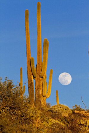 Full moon rising over saguaro cactus ridge in gold light along Catalina Highway of Mt. Lemmon in Arizona.の写真素材