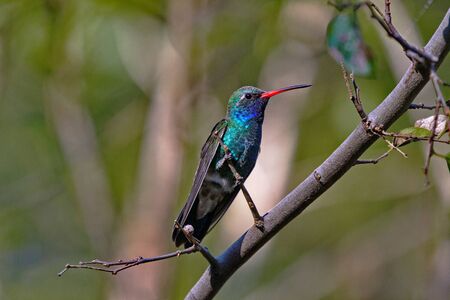 Luminescent gleam of broad-billed hummingbird in September at Paton Center in Patagonia, Arizonaの写真素材