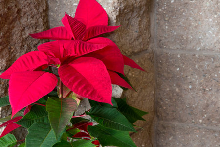 Christmas holiday red poinsetta plant displayed against contemporary simplicity of natural aggregate...