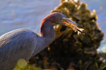 Egret and its shrimp catch gleam in auburn hues of sunlight on Sanibel Island in Florida