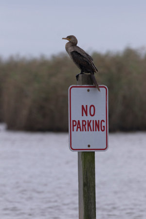 Cormorant perched on No Parking sign offers humorous perspective