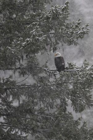 Winter scene of majestic bald eagle sitting on evergreen branch in falling snow of an Idaho morning at Coeur d'Alene. の写真素材