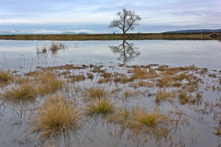 Alluring destination scenic view with reflection of solitary tree from Whitney Bay Road in Washington stateの写真素材